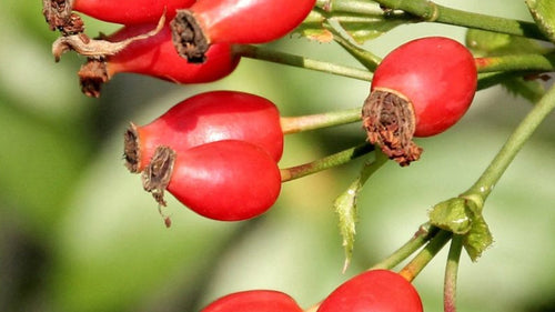 Rosehip