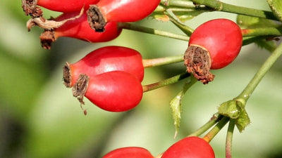 Rosehip