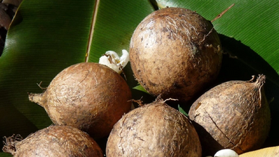 Tamanu